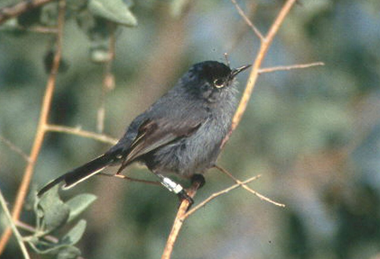 A California gnatcatcher, the threatened songbird of the Peninsula's coastal sage