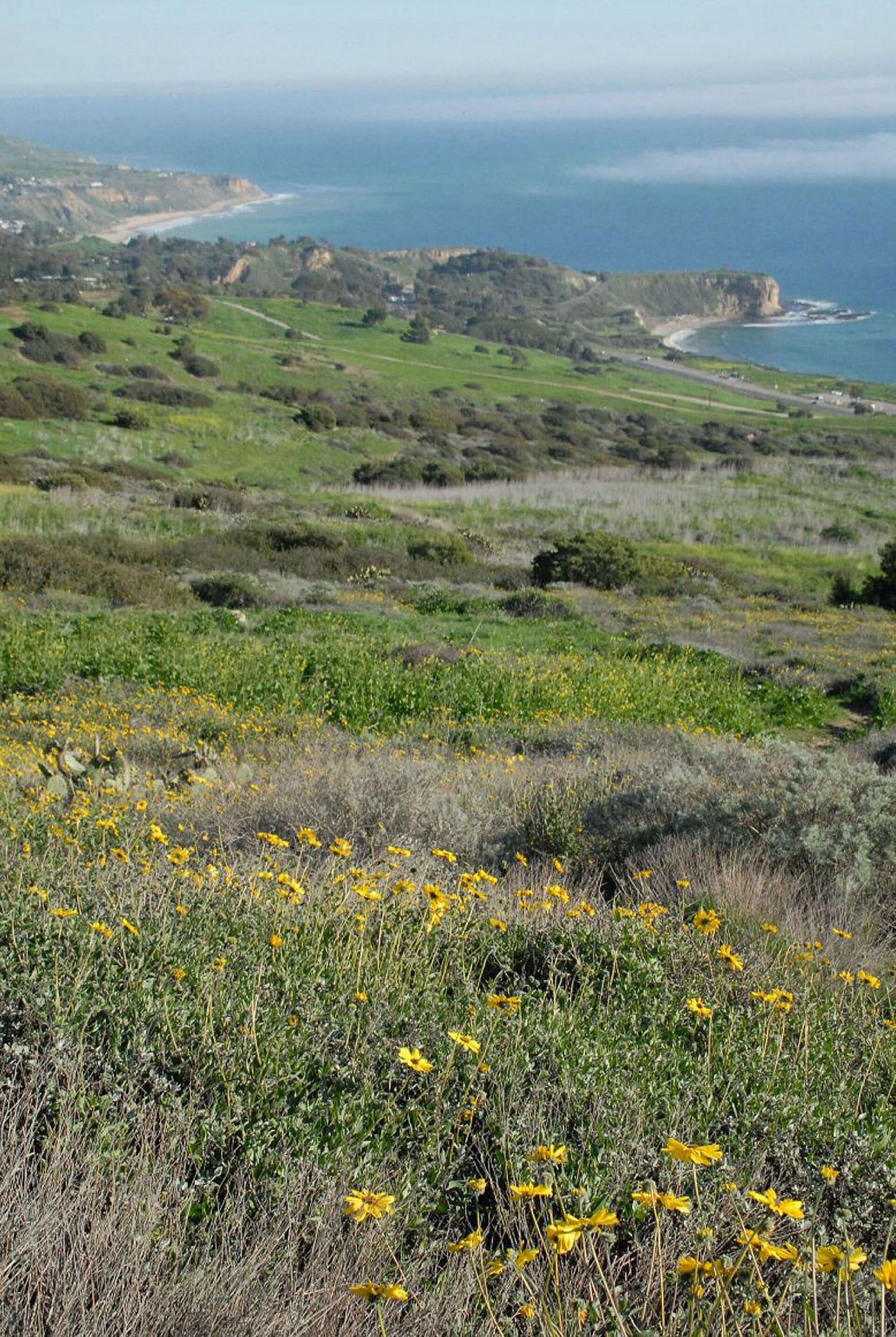 Spring wildflowers in the Portuguese Bend Nature Preserve