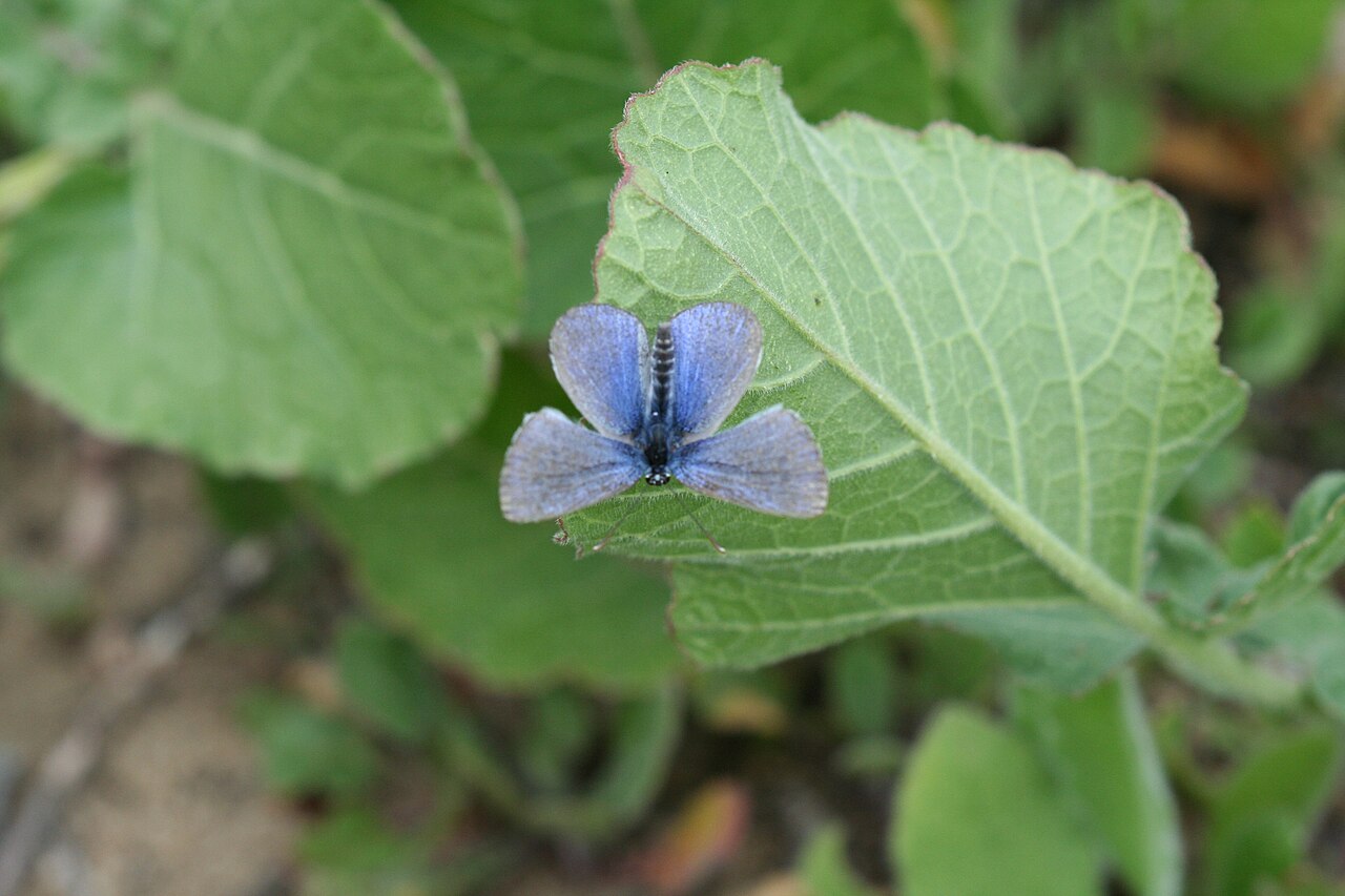 The endangered Palos Verdes blue butterfly, endemic to the Peninsula